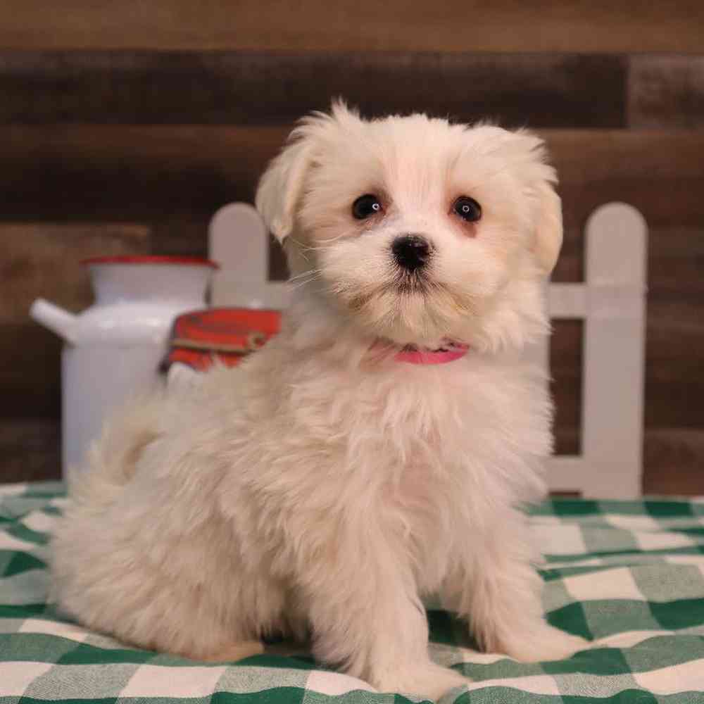 Female PomChi-Maltese Puppy for Sale in Blaine, MN