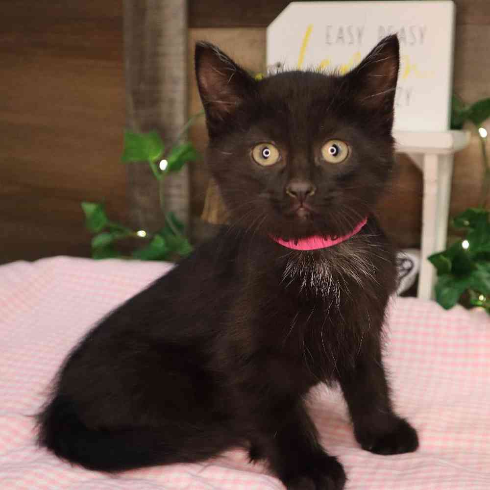 Female Kitten Kitten for Sale in Blaine, MN