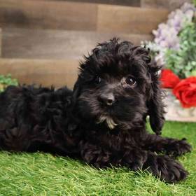 Cockapoo