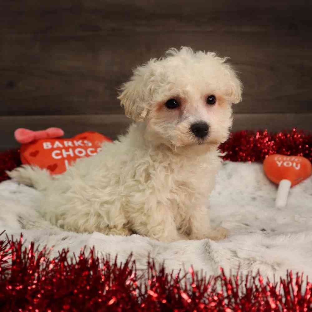 Male Bichon Frise Puppy for Sale in Blaine, MN