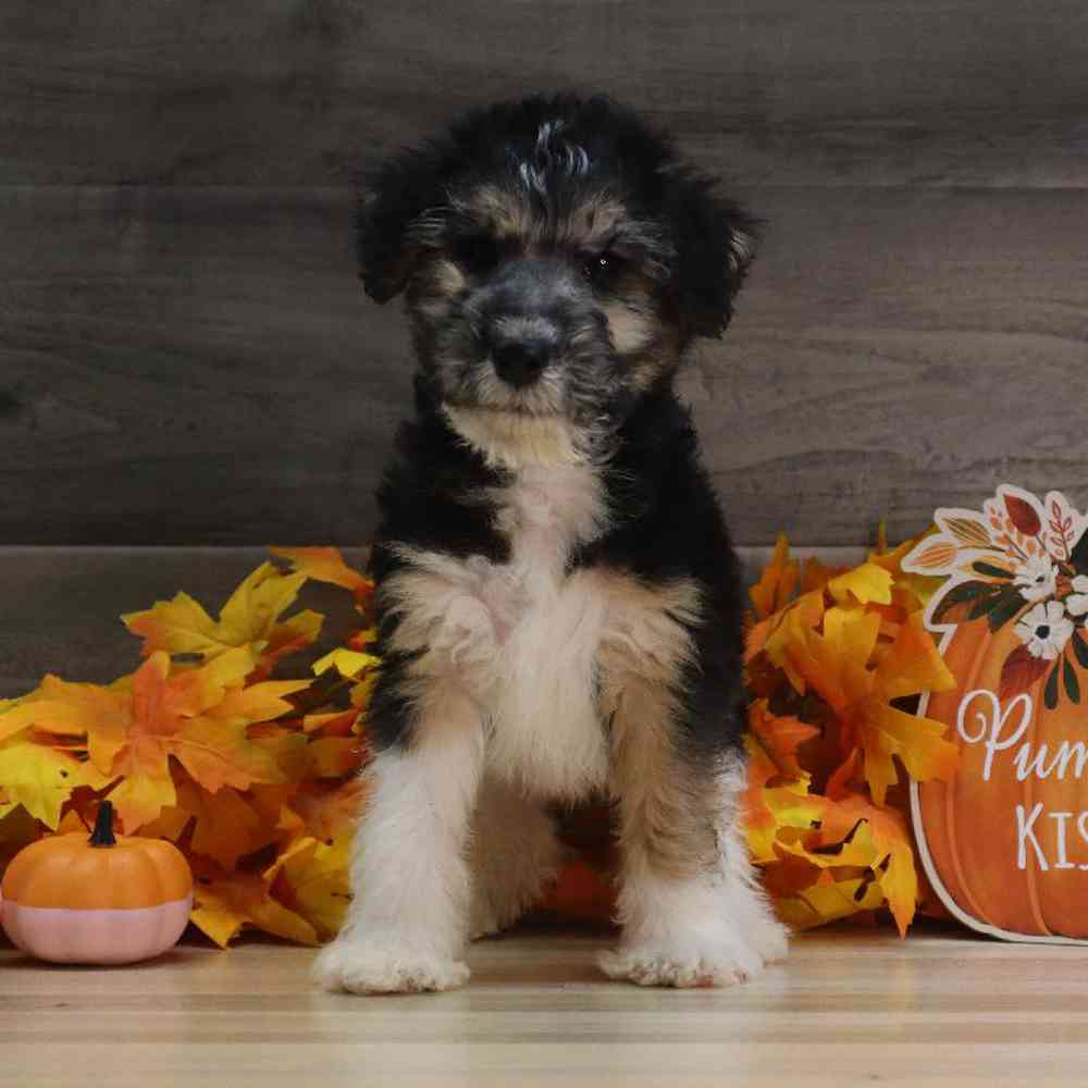 Male Wirehair Fox Terrier Puppy for sale