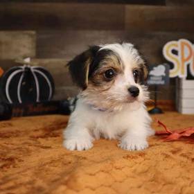Morkie