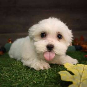 Maltese