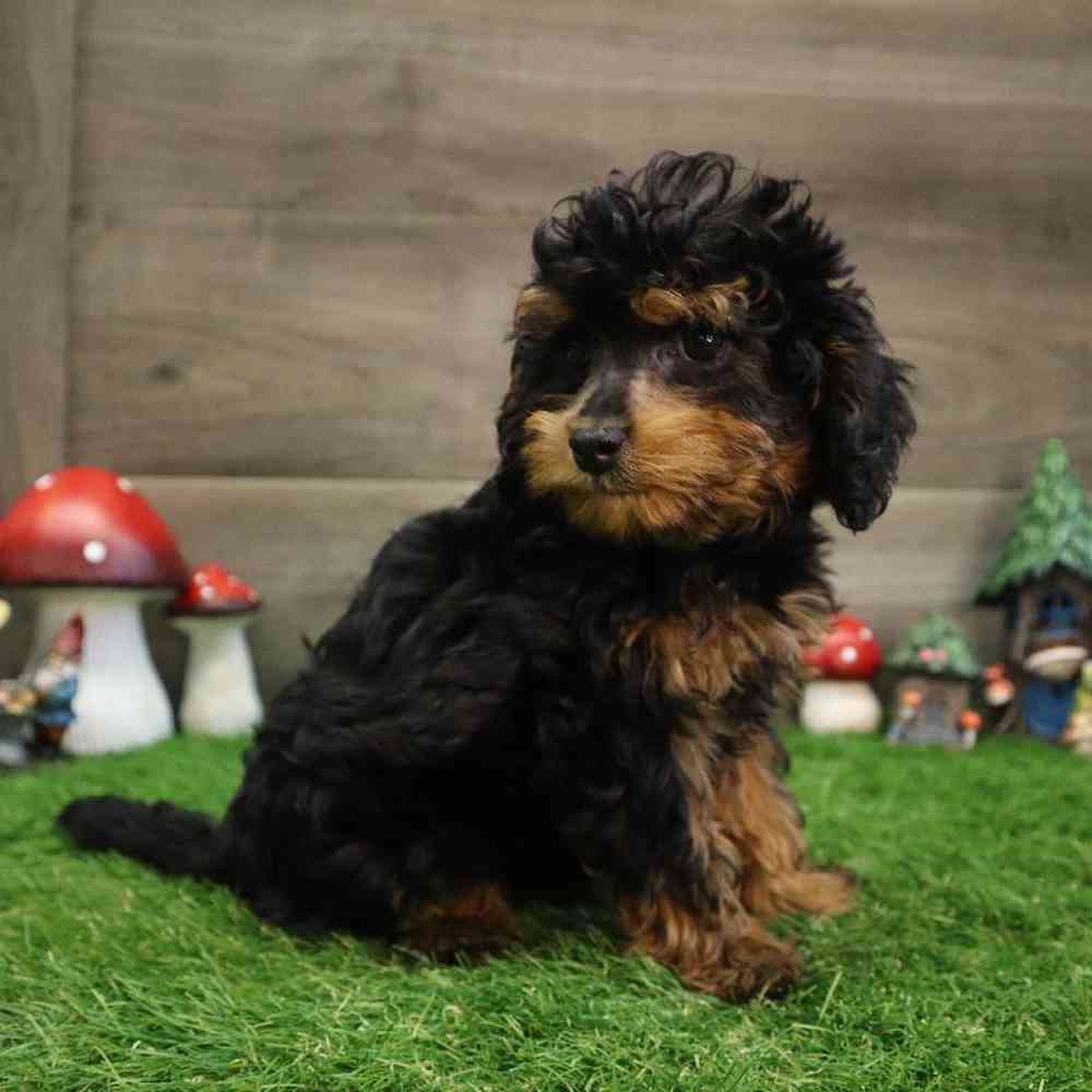 Phantom cavapoo best sale