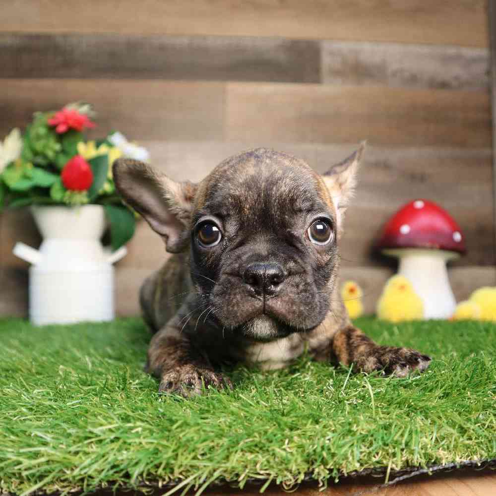 Male Frenchton Puppy for Sale in Blaine, MN