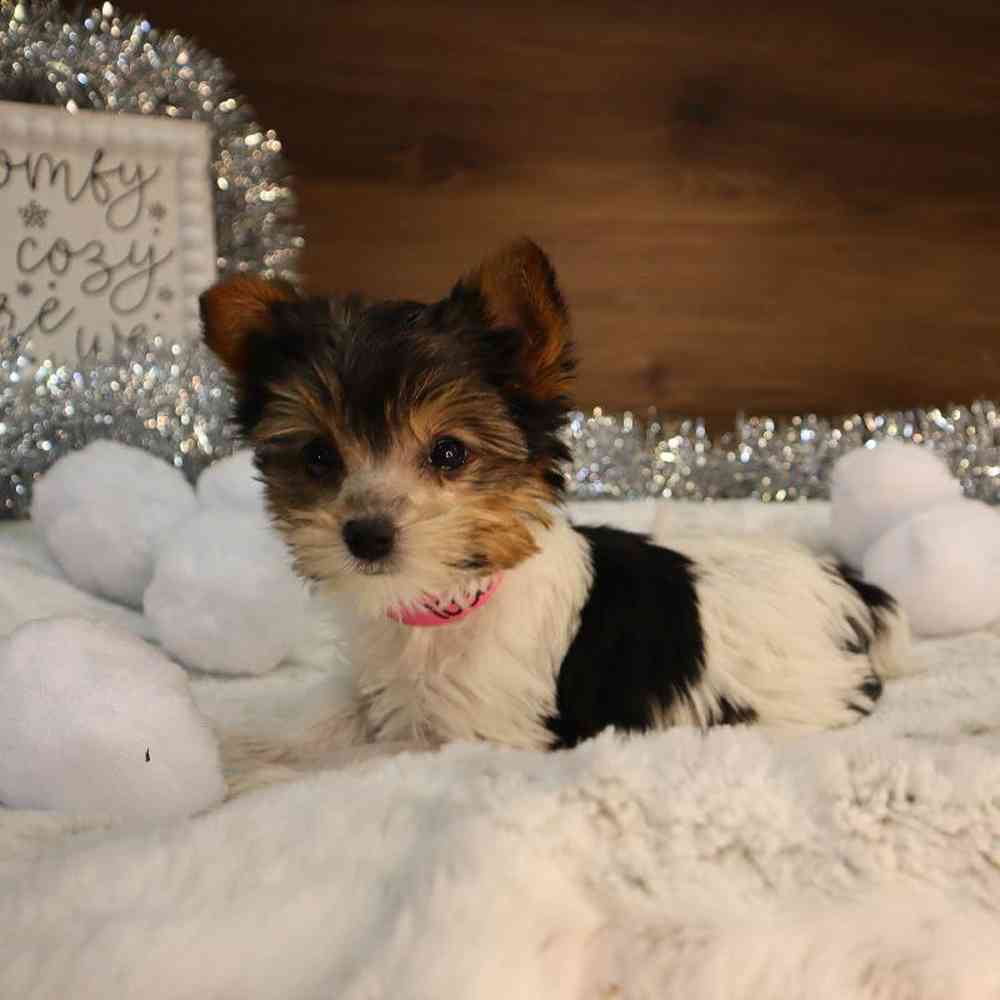 Yorkie puppies for sales sale in ri