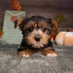 Yorkshire Terrier