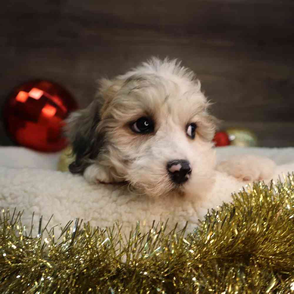 Male ShorkieChon Puppy for Sale in Blaine, MN
