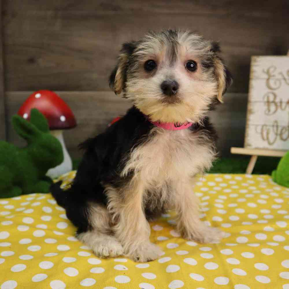Female Morkie Puppy for Sale in Blaine, MN