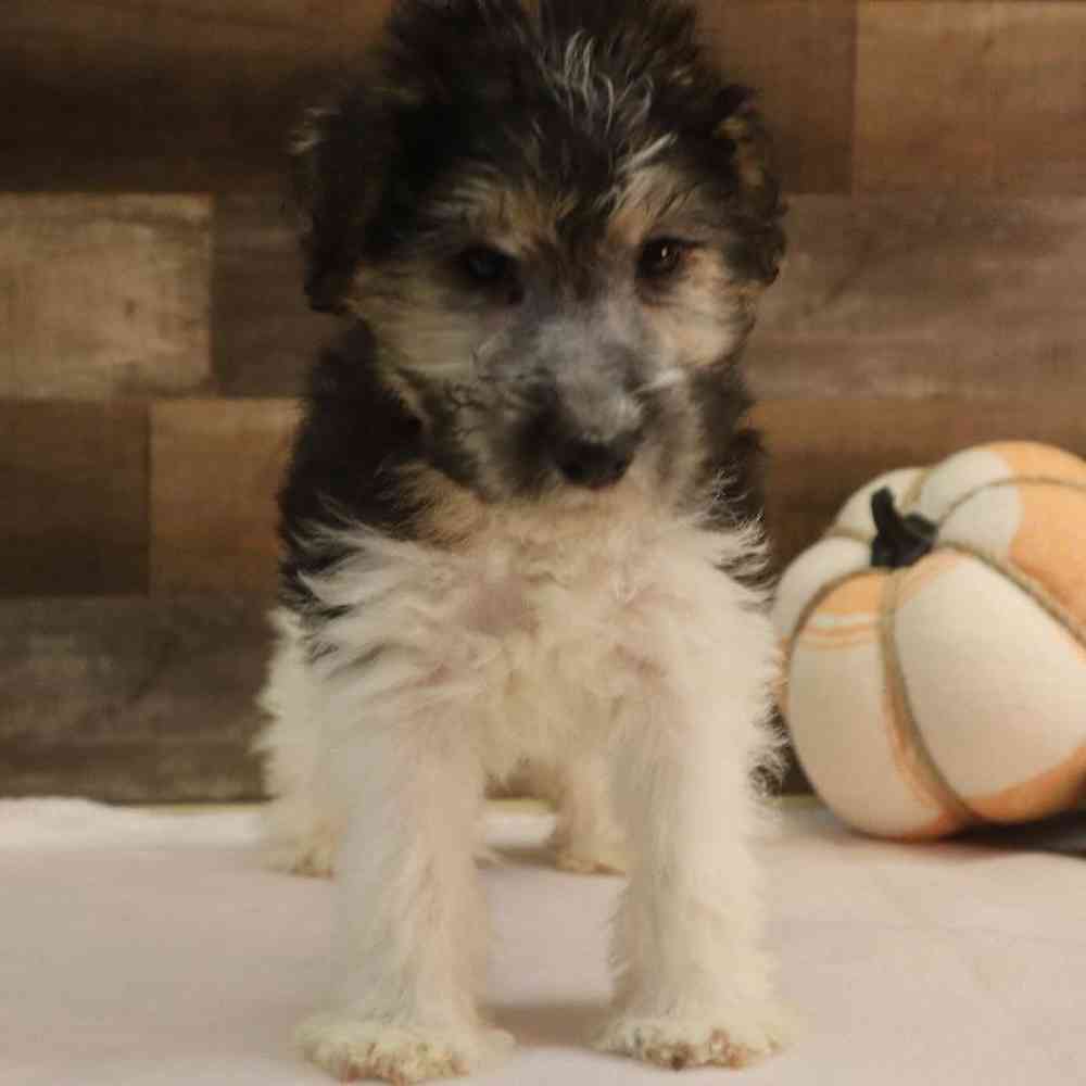 Female Wirehair Fox Terrier Puppy for sale