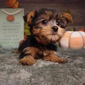 Yorkshire Terrier