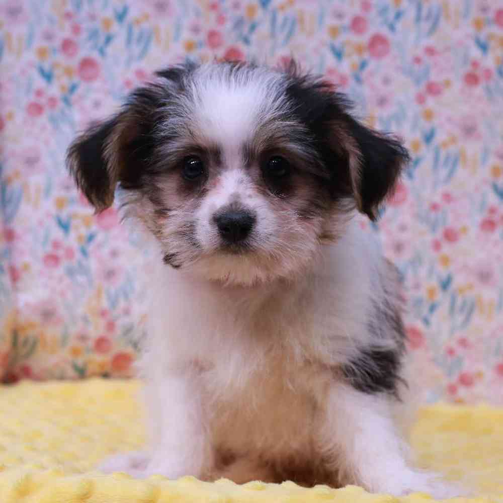 Female Morkie Puppy for sale