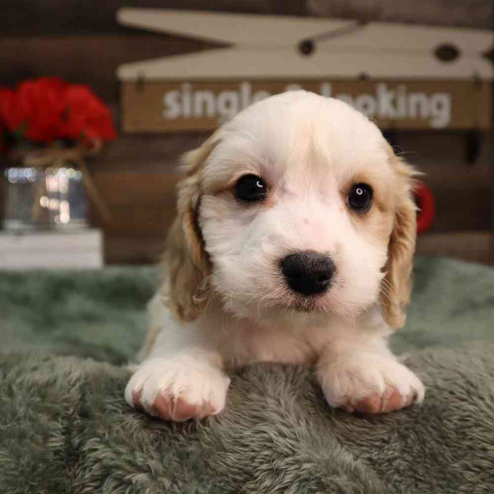 Female Cavachon Puppy for Sale in Blaine, MN
