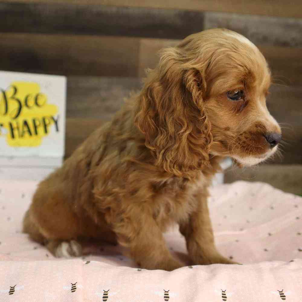 Male Cockapoo Puppy for Sale in Blaine, MN