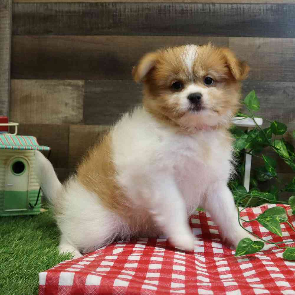 Female Shih Tzu-Rat Terrier Puppy for sale