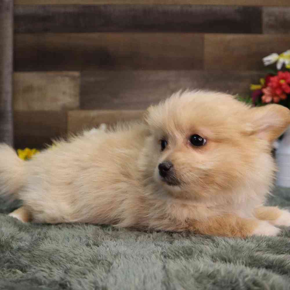 Male Pomshi Puppy for Sale in Blaine, MN