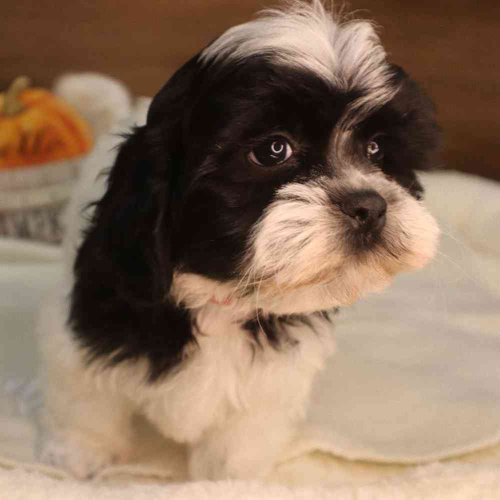 Male Teddy Poo Puppy for sale