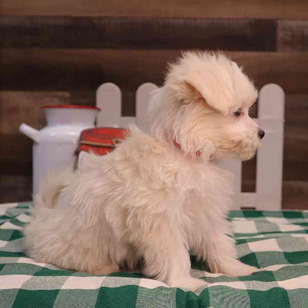 Female PomChi-Maltese Puppy for Sale in Blaine, MN