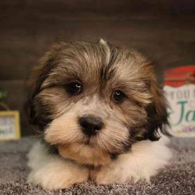 Teddy Maltese