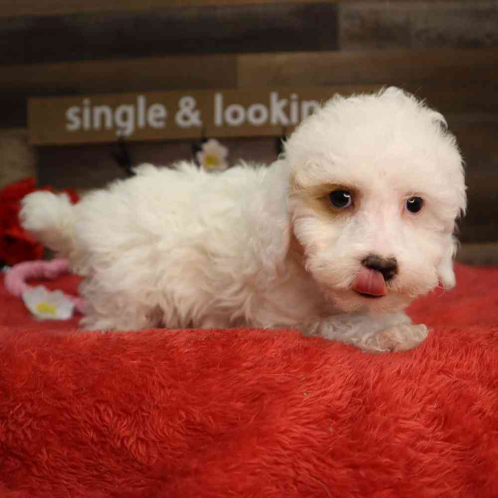 Male Poodle Puppy for Sale in Blaine, MN