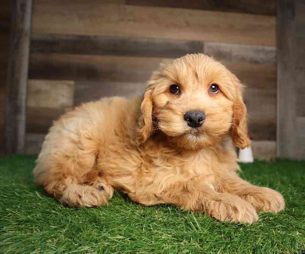 Male Mini Goldendoodle 2nd Gen Puppy for Sale in Blaine, MN