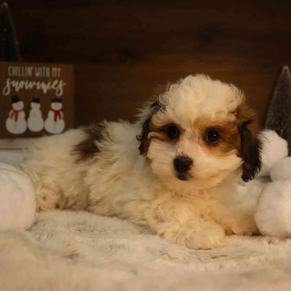 Female Lhasa Chon Puppy for Sale in Blaine, MN