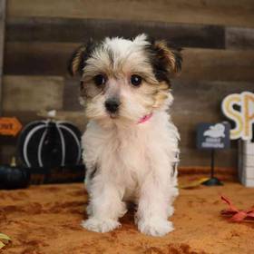 Morkie