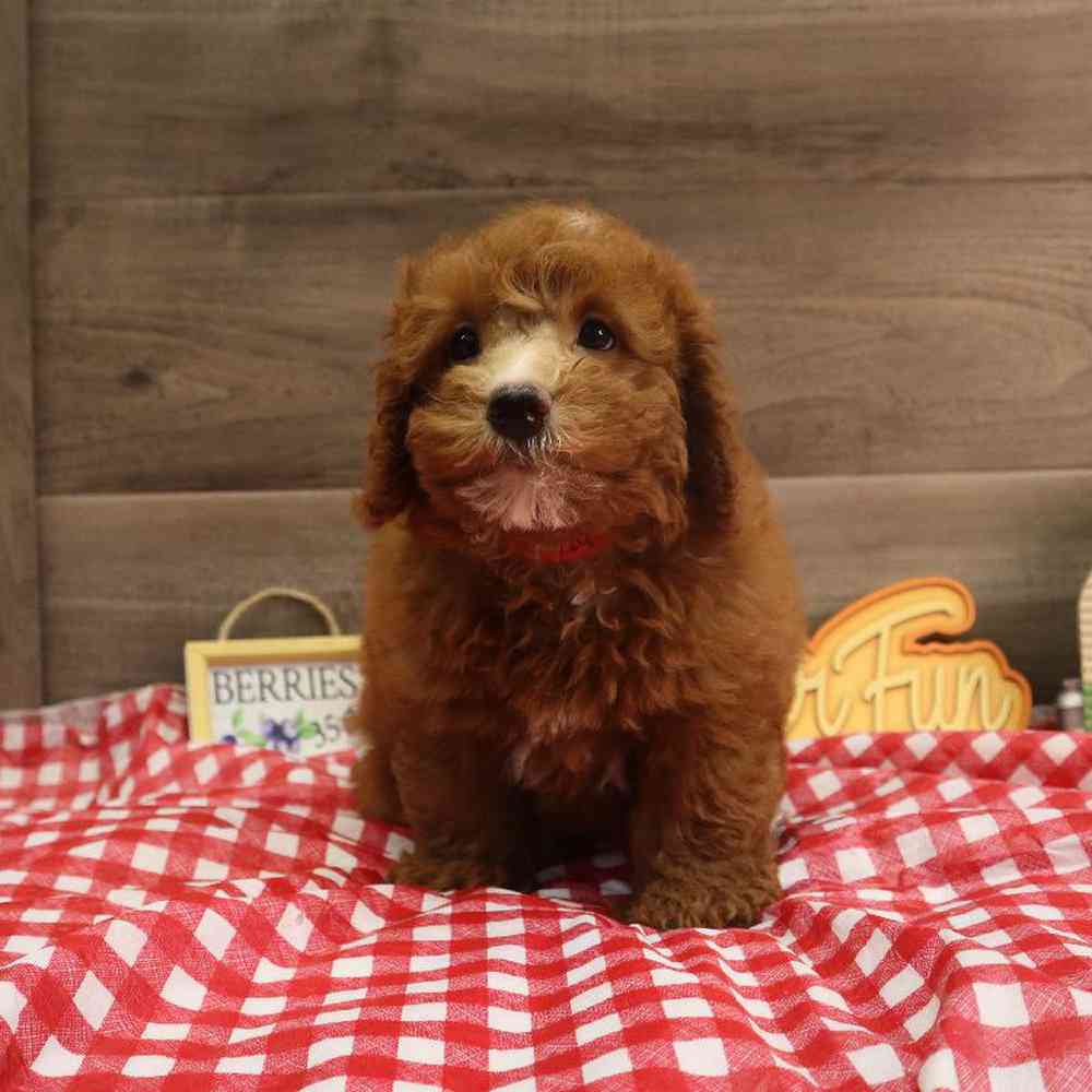 Male Mini BerneDoodle Puppy for sale