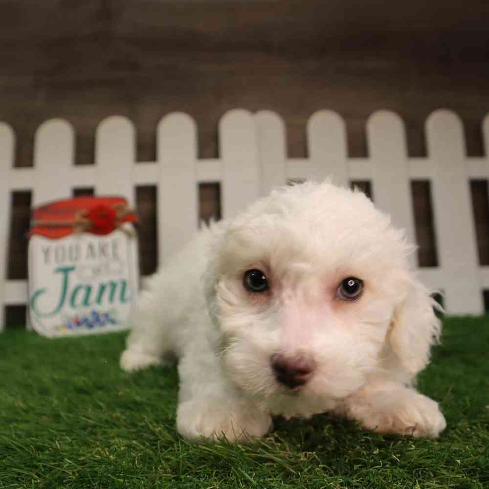 Female ShorkieChon Puppy for Sale in Blaine, MN