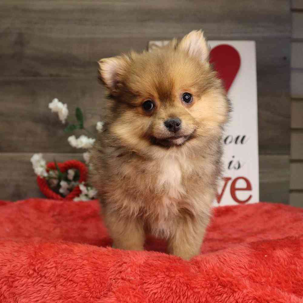 Male Pomeranian Puppy for Sale in Blaine, MN