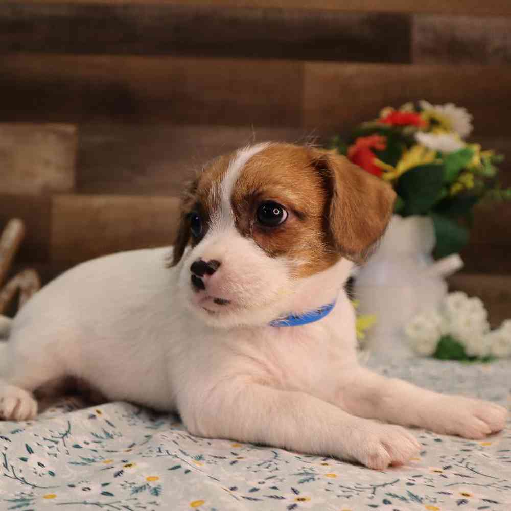 Male Ratshi Terrier Puppy for Sale in Blaine, MN