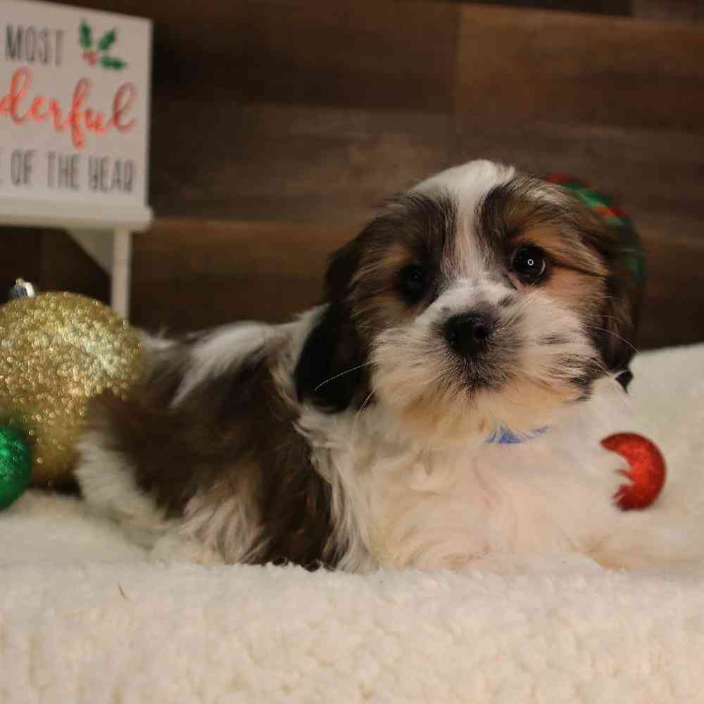 Male Teddy Yorkie Puppy for Sale in Blaine, MN