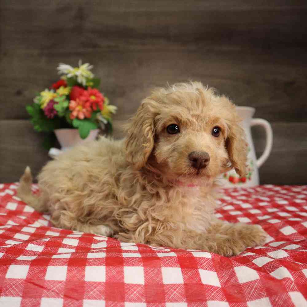Female Poodle Puppy for Sale in Blaine, MN