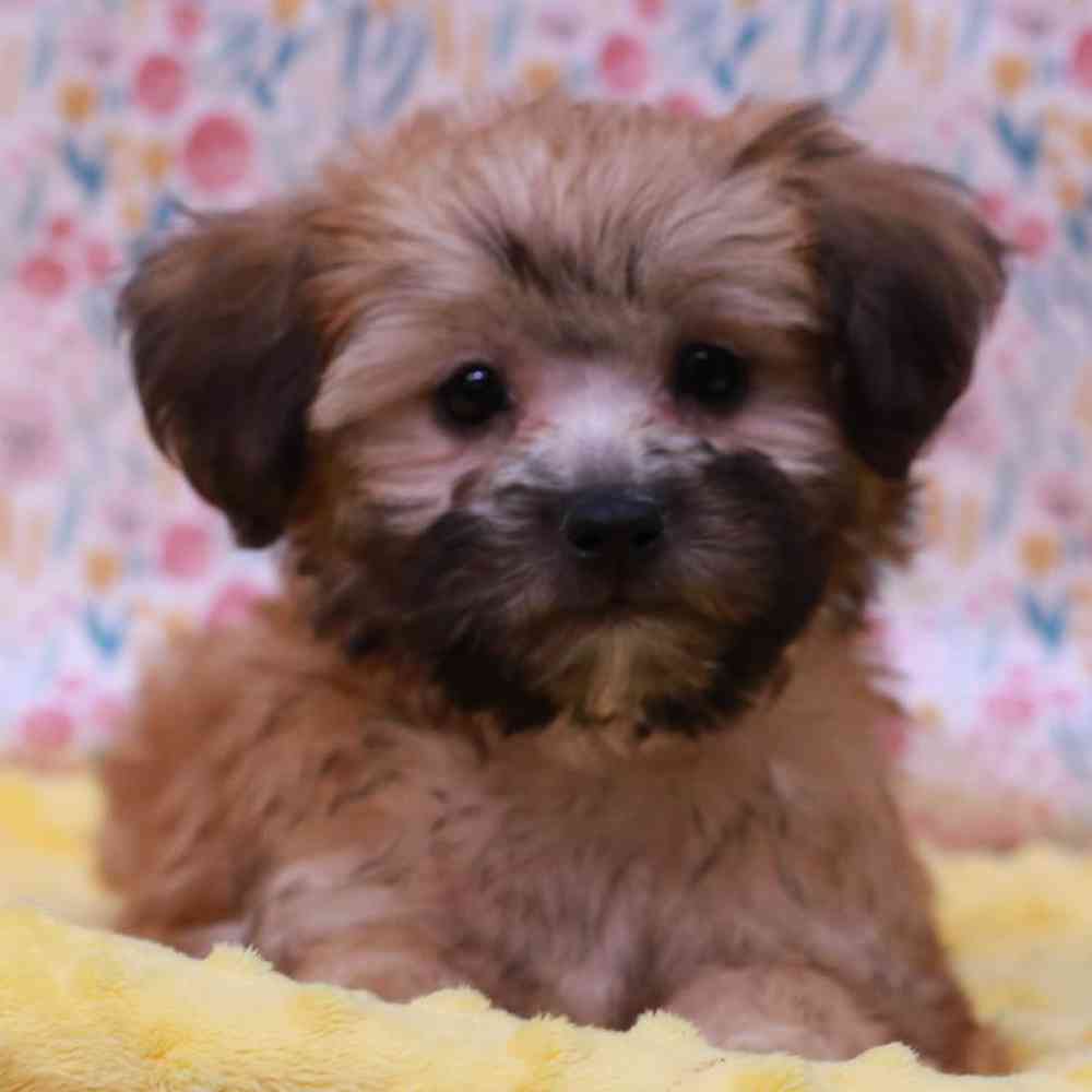 Female ShorkieChon Puppy for sale