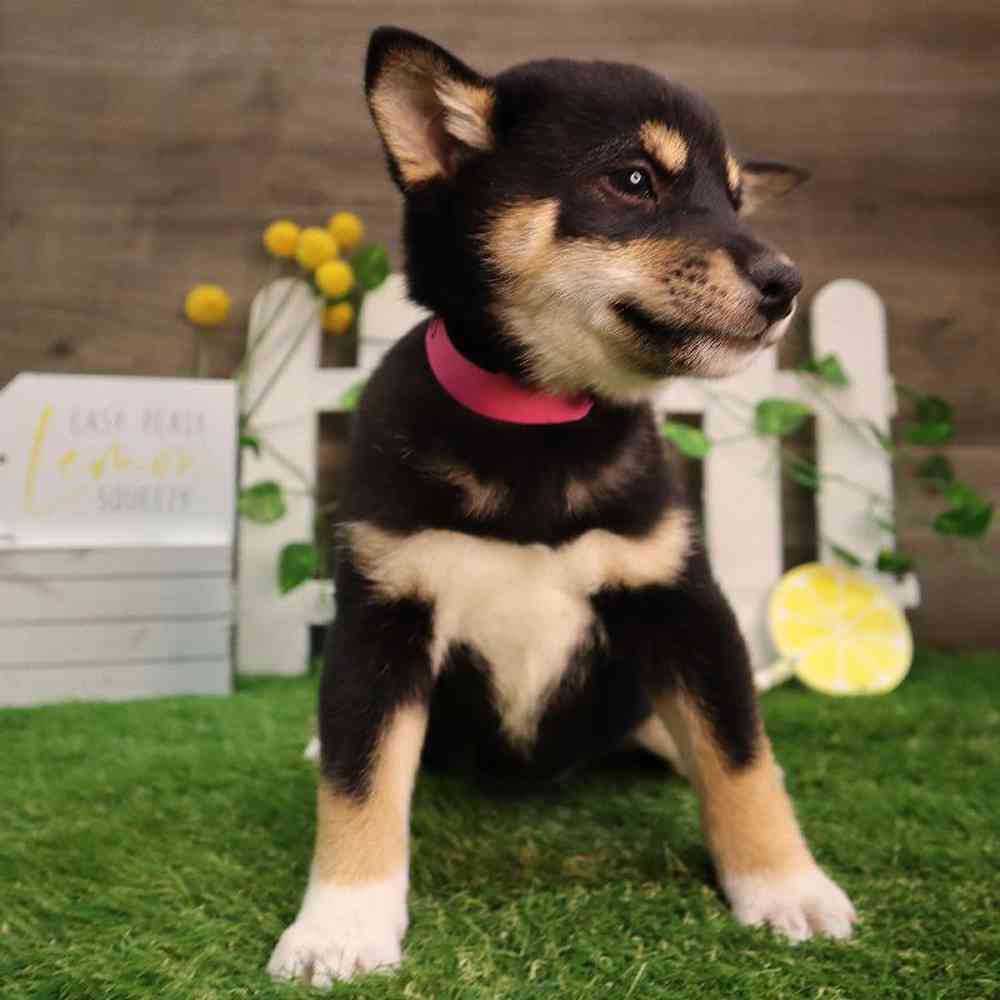 Female Shiba Inu Puppy for Sale in Blaine, MN