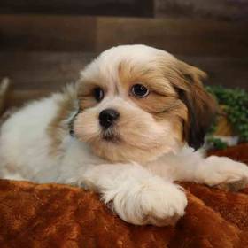 Teddy Maltese