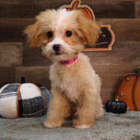 Mini Poodle