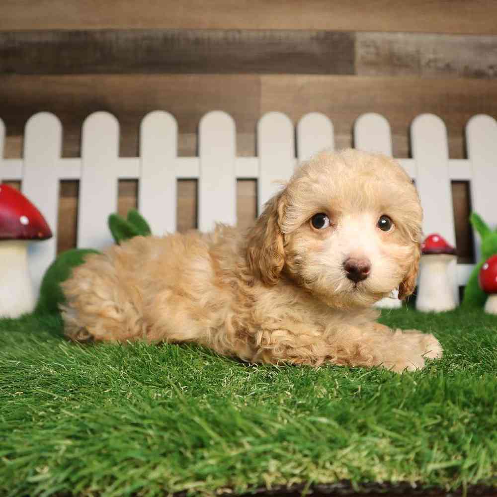 Male Mini Poodle Puppy for Sale in Blaine, MN