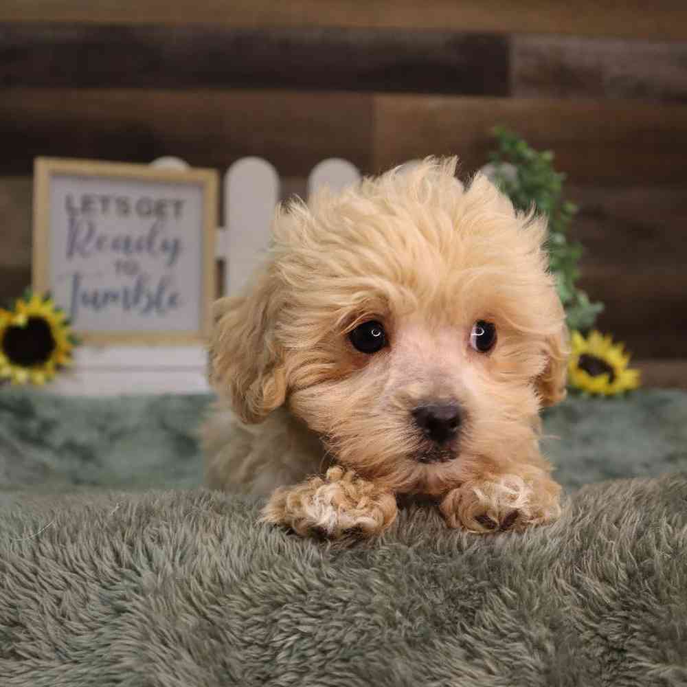 Male Teddy Poo Puppy for Sale in Blaine, MN