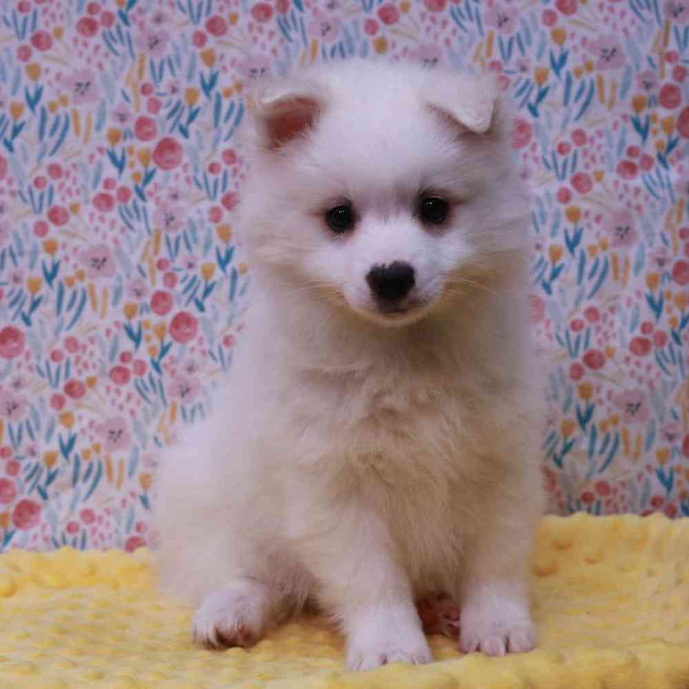 Female American Eskimo Puppy for sale