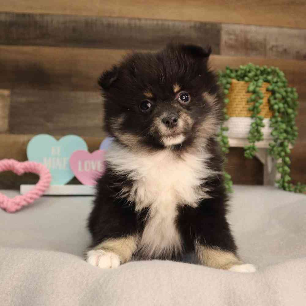Female Pomeranian Puppy for Sale in Blaine, MN