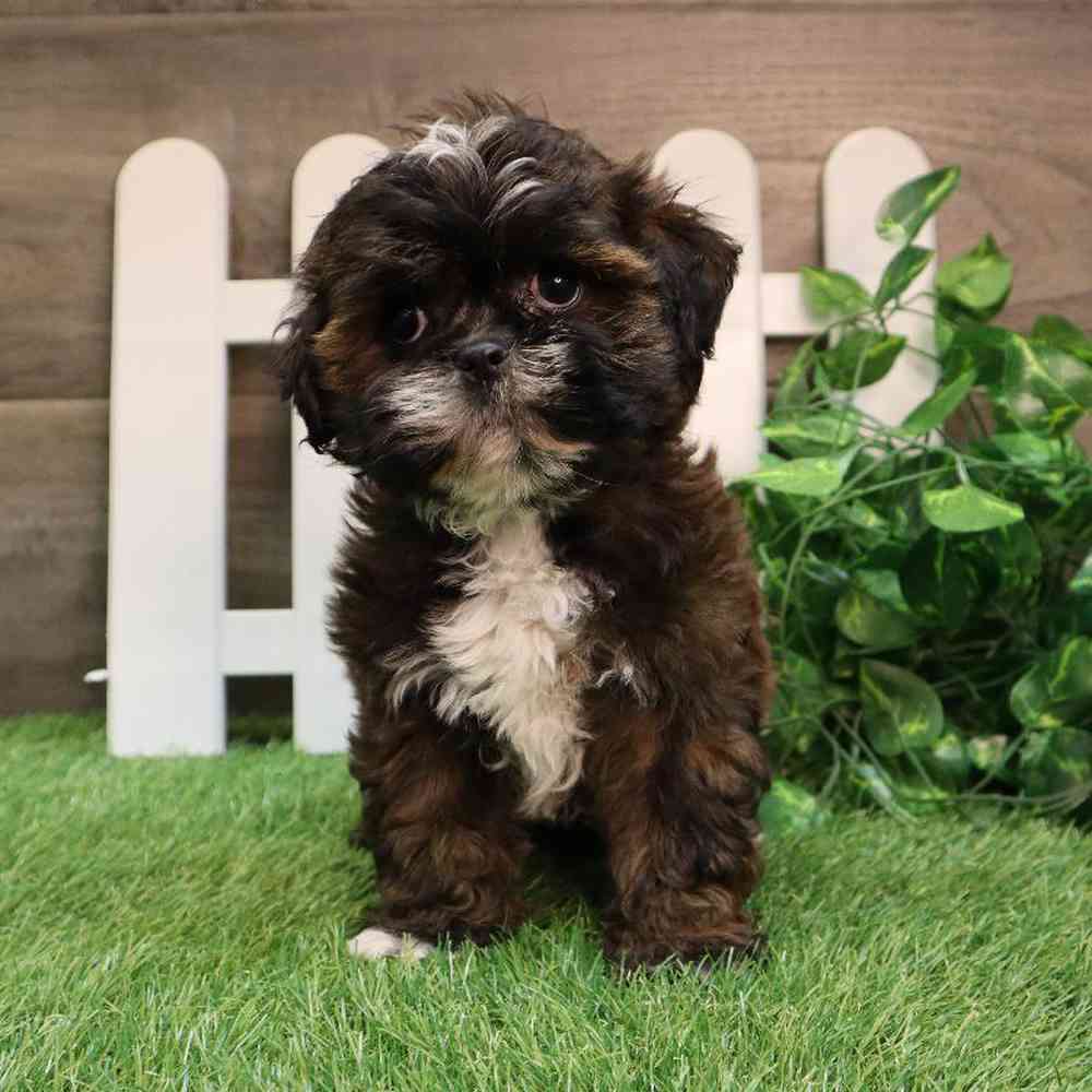 Teddy Poo Puppy for sale Four Paws and a Tail