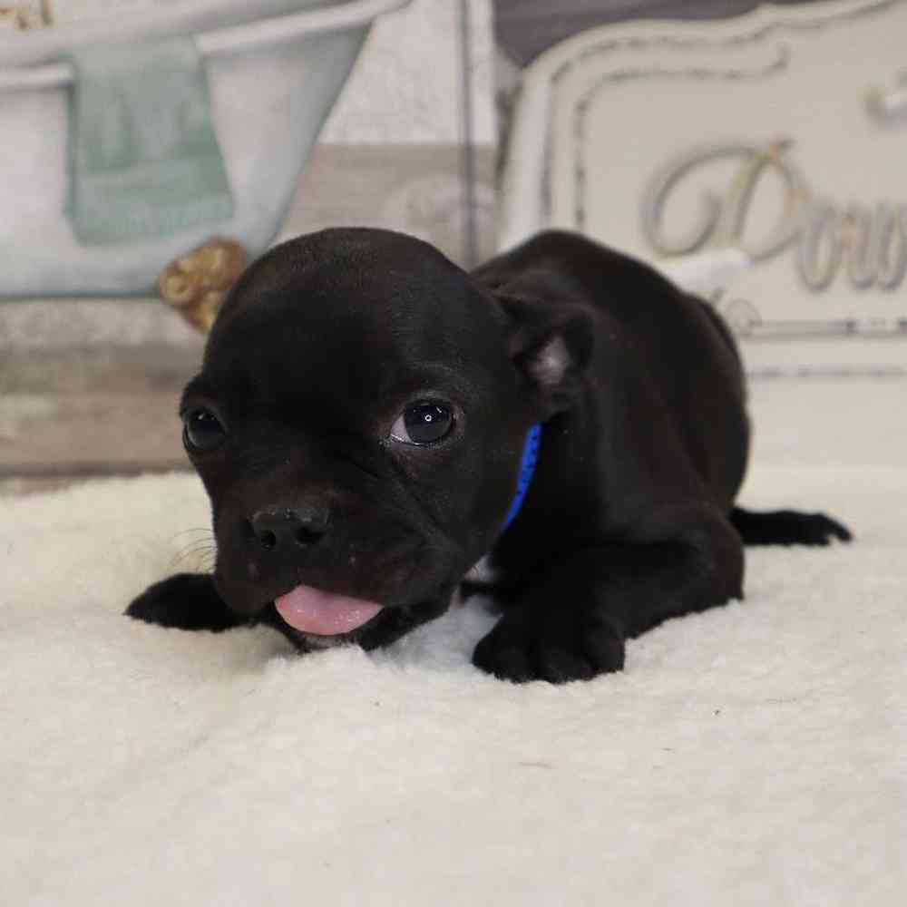 Male Frenchton Puppy for sale