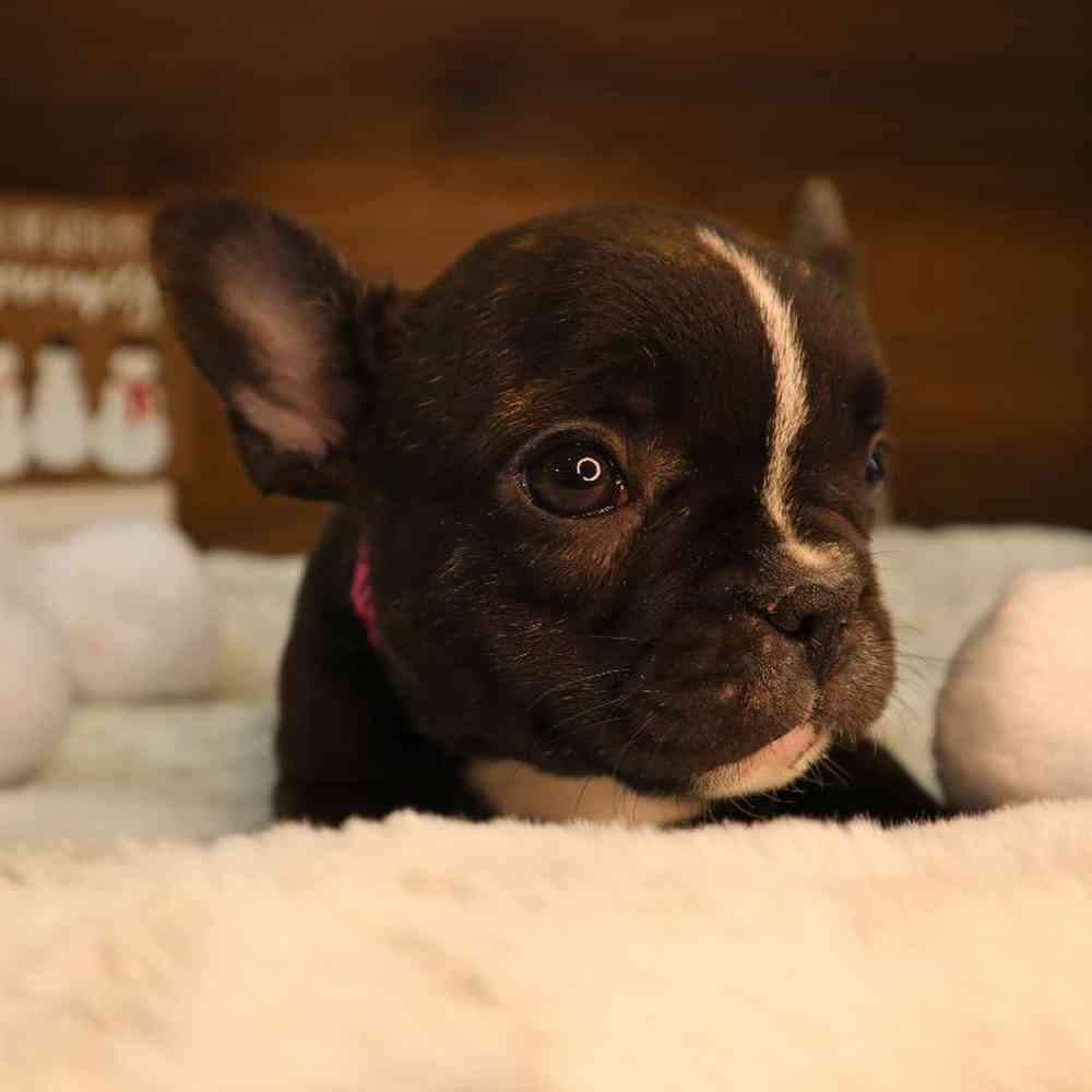 Female French Bulldog Puppy for Sale in Blaine, MN
