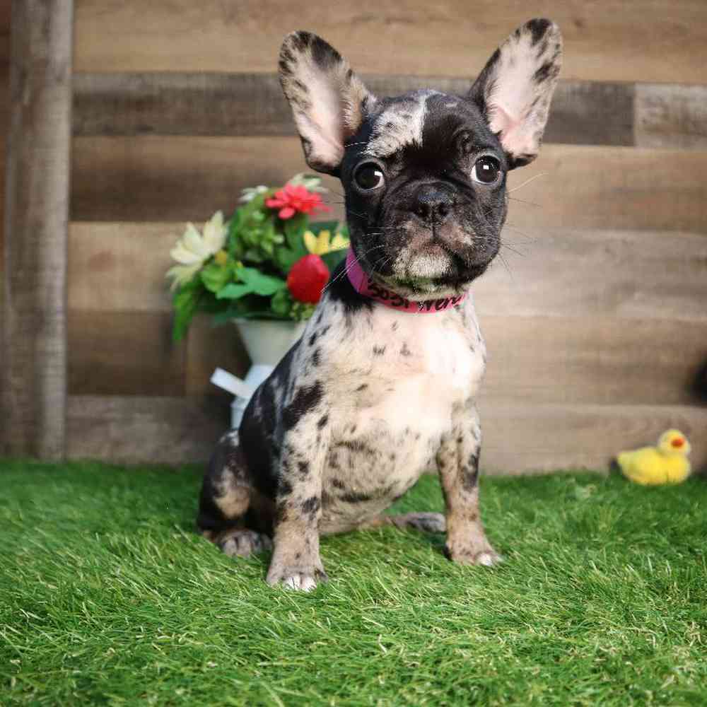 Female Frenchton Puppy for Sale in Blaine, MN