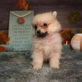 Pomeranian