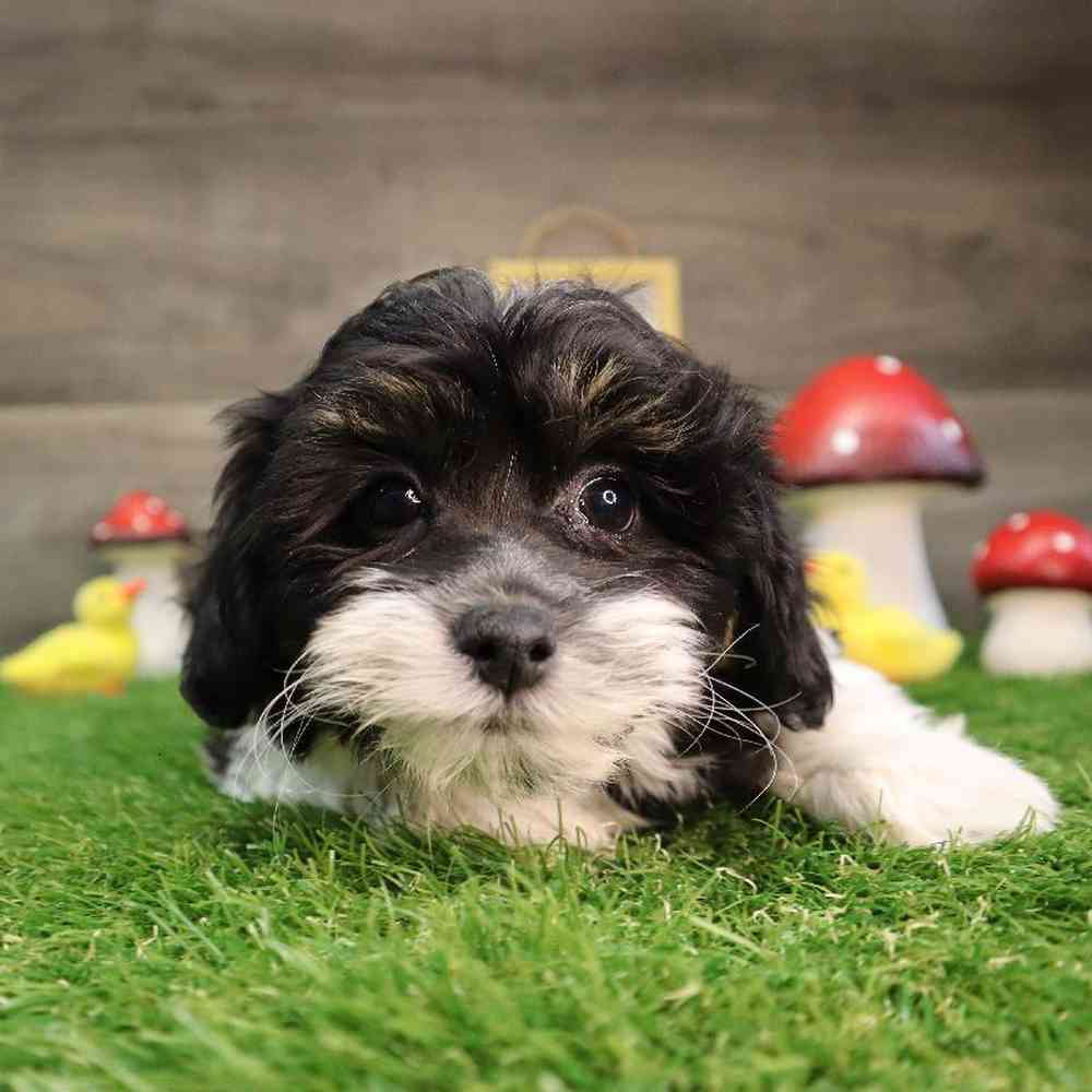 Male Shipoo Puppy for Sale in Blaine, MN