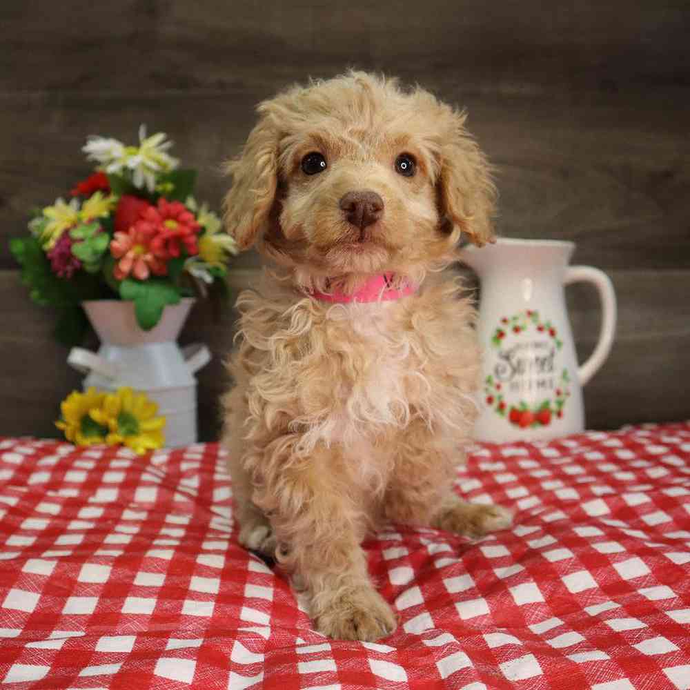 Female Poodle Puppy for Sale in Blaine, MN