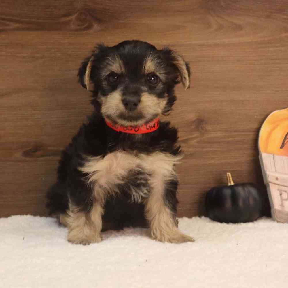 Male Yorkshire Terrier Puppy for sale