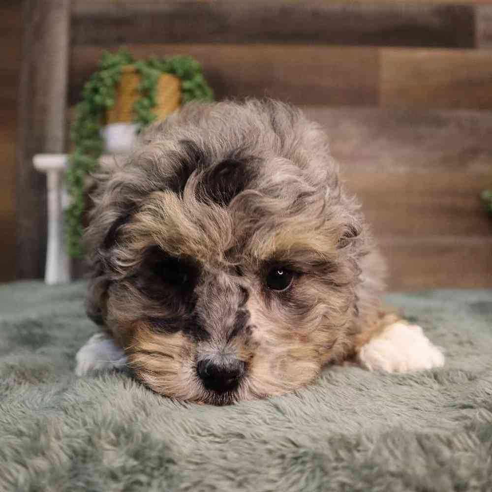 Female Mini BerneDoodle Puppy for Sale in Blaine, MN
